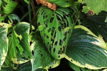 Hosta foliage - leaves with extensive damage by snails or slugs eating the leaves with lots of holes, Plant damage, Garden Pest