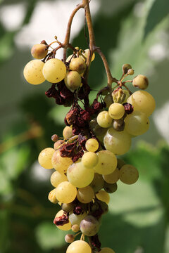 Detail of Plasmopara viticola, Mildew a plant disease on white grapes causing a lot of damage and brown leathery grapes, hanging on the vine in bright sunshine in the vinyard.