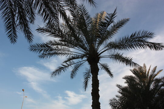 A landscape of palm trees in the State of Qatar on the quiet beach in the afternoon