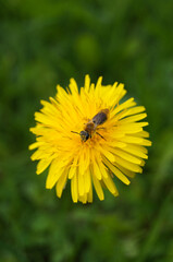 dandelion with bee