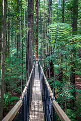 Wiszący most, las kauri, Nowa Zelandia