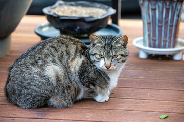 Adorable female cat is staring