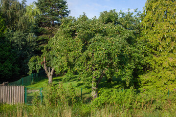 Garten mit Apfelbaum, Grolland, Bremen, Deutschland