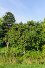 Fototapeta na wymiar Garten mit Apfelbaum, Grolland, Bremen, Deutschland