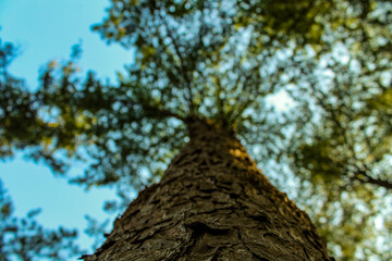 Fototapeta premium tree in the woods