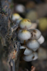 Inedible mushrooms in the forest in autumn