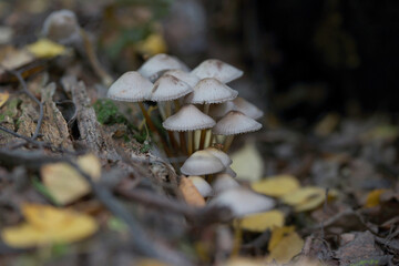 Inedible mushrooms in the forest in autumn