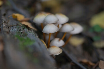 Inedible mushrooms in the forest in autumn