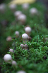Inedible mushrooms in the forest in autumn