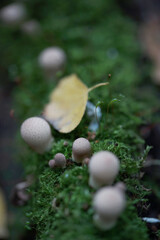 Inedible mushrooms in the forest in autumn