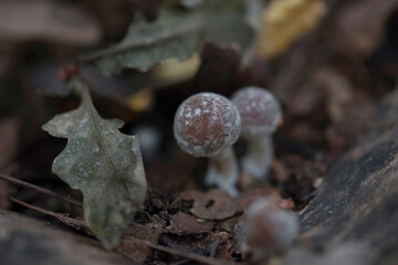 Inedible mushrooms in the forest in autumn