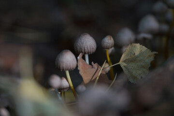 Inedible mushrooms in the forest in autumn