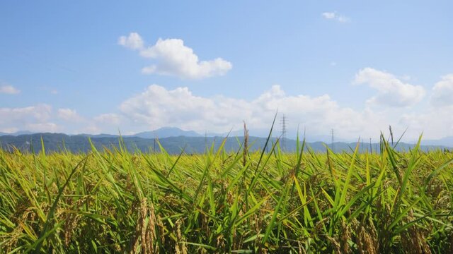 Japanese rice field in time of harvest. Golden ear of rice plant. CU to wide