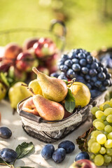 Ripe fruits on the table in the garden. Fresh pears in a basket surrounded by a variety of garden fruits