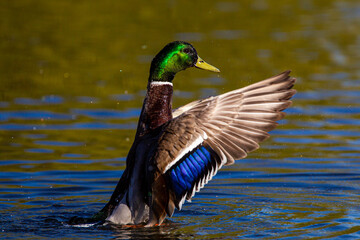 Male mallard duck flapping to take off and fly away in London, UK