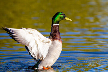 Male mallard duck flapping to take off and fly away in London, UK
