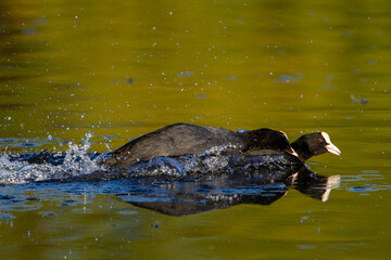 Fototapeta premium European Coot swimming and chasing off rivals near its nest in London, UK