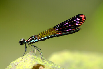 Heliochypha fenestrata