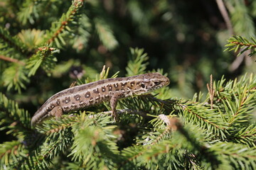 lizard on a tree