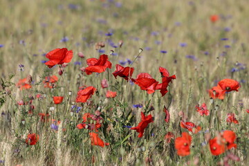 barley field with poppies