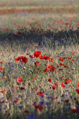 barley field with poppies