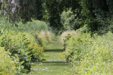 path in nature reserve 