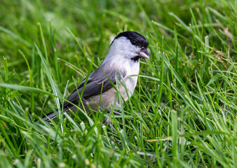 Willow Tit (Lat. Poecile montanus). 
 These are small birds with fluffy plumage of brownish-gray color.