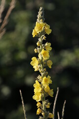 mullein