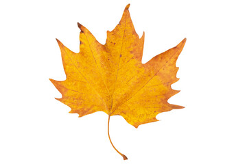 yellow maple leaf isolated on white