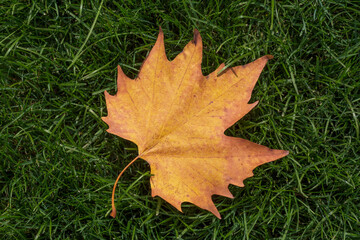 dry maple leaf lying on green grass