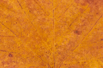close up of dry maple leaf