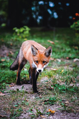 A beautiful young fox walks in the yard of a private house. Selective focus