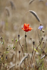 poppies in the grain field