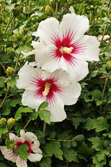 rose of sharon in bloom