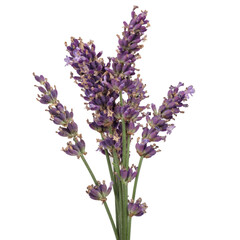 Obraz premium Bunch of Lavender flowers on a white background. Dried flower.