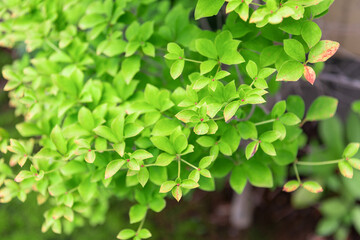 Fototapeta na wymiar 和風の庭に植えられた緑の樹木