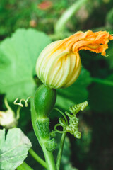 Small green pumpkin with a flower in the garden close-up.