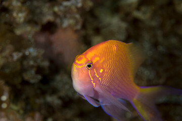 ハナゴンベ　カラフル　久米島　沖縄　旅行  観光　海　魚　ダイビング　珊瑚
