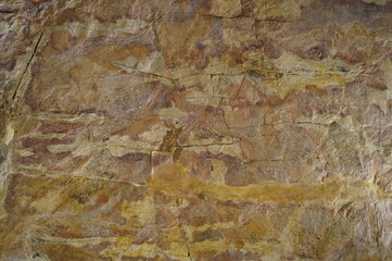 Museum exhibit close-up - fossils (skeletons of fish) layers of rocks (stone)