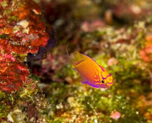 Obraz na płótnie Canvas 久米島　沖縄　ハナゴンベ　カラフル　旅行 観光　海　魚　ダイビング　珊瑚
