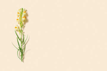 Minimal nature concept. Summer wild yellow Linaria vulgaris flower Meadow or field plant snapdragon.