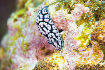 ウミウシ　　久米島　沖縄　サンゴ