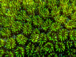 Naklejka na ściany i meble 久米島　サンゴ　緑　サンゴ礁　沖縄　旅行 観光　海　魚　ダイビング　珊瑚