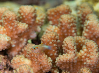 久米島　サンゴ　サンゴ礁　沖縄　旅行  観光　海　魚　ダイビング　珊瑚　メガネゴンベ