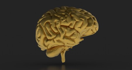 Human brain Anatomical Model 3d