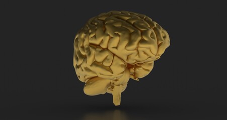 Human brain Anatomical Model 3d
