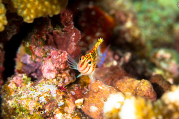 Fototapeta na wymiar サラサゴンベ 久米島　サンゴ　サンゴ礁　沖縄　旅行 観光　海　魚　ダイビング　珊瑚