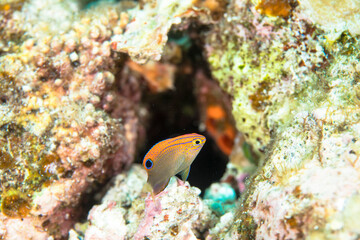 沖縄　海　魚　メガネスズメダイ　