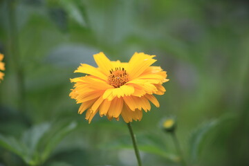 Yellow garden flower on a green background. High quality photo