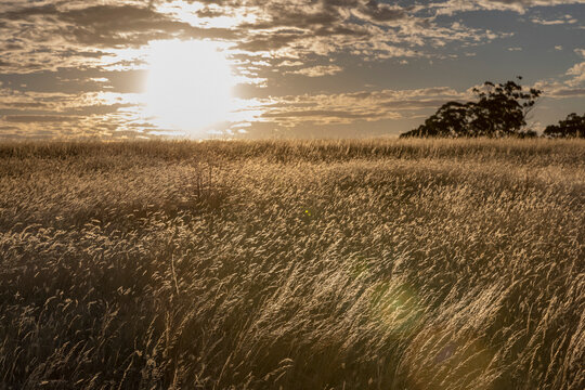 Sunset over idyllic rural field, Heathcote, Victoria, Australia
